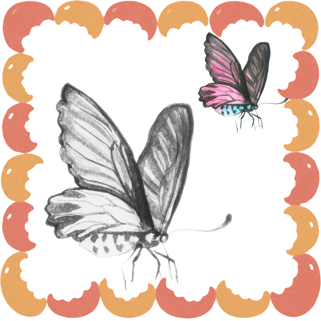 butterfly drawing books
